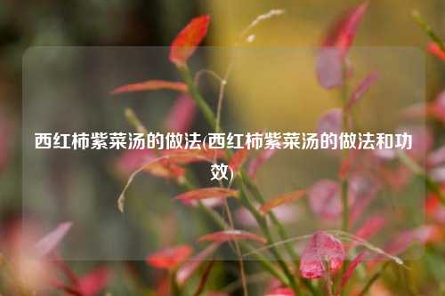 西红柿紫菜汤的做法(西红柿紫菜汤的做法和功效)